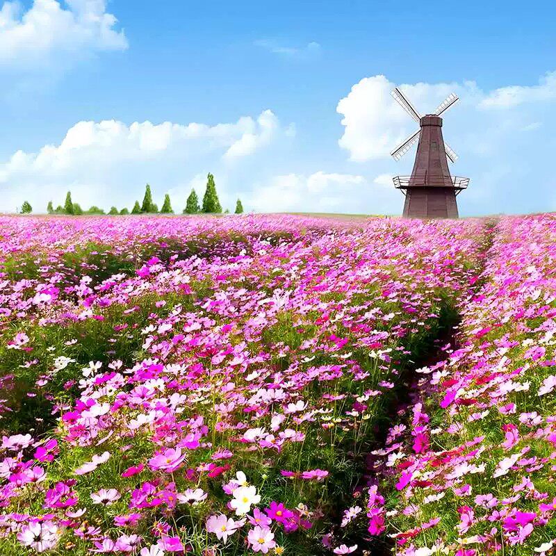 格桑花波斯菊花种子四季播种开花家庭园艺种子