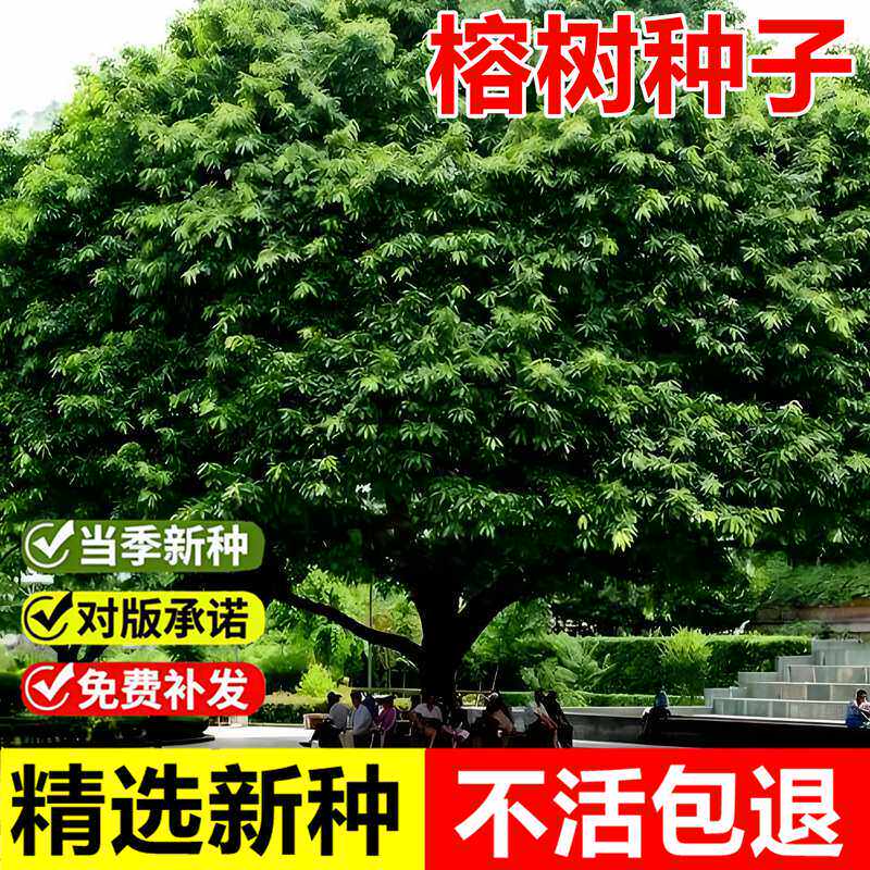 当年新采榕树种子大叶榕树小叶榕树室外景观绿化常绿乔木树种子