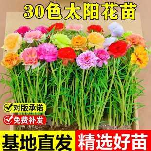 重瓣太阳花盆栽苗多年生宿根半支莲松叶牡丹大马齿苋绿植盆栽花卉