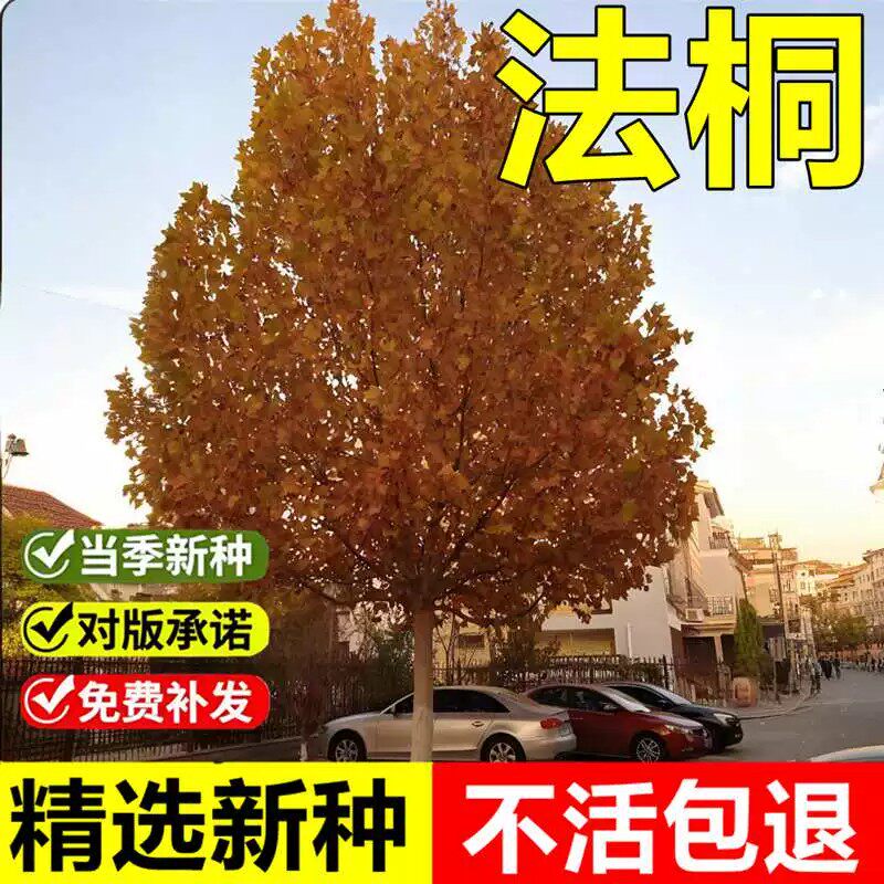 当年新采法桐树种子三球悬铃木祛汗树净土树城市公园绿化乔木树种