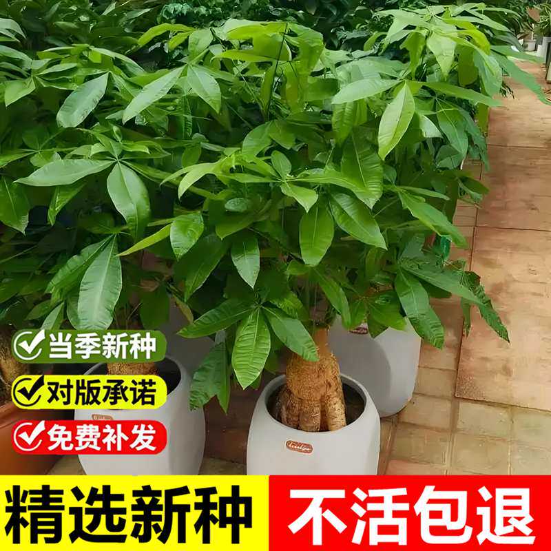 当年新采发财树种子马拉巴栗光瓜家庭园艺种子