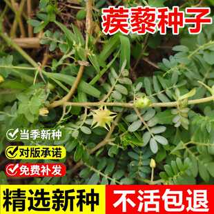 当年新采蒺藜种子刺蒺藜白蒺藜硬蒺藜三角刺一年生匍匐草本植物
