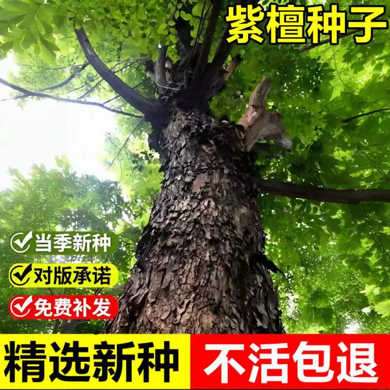 当年新采紫檀种子青龙木黄柏木蔷薇木庭院公园绿化乔木小叶紫檀树