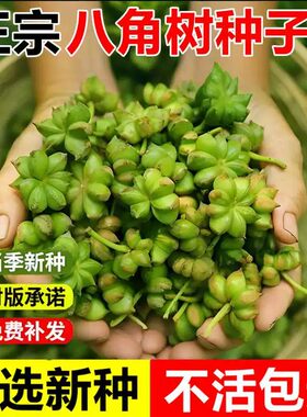 八角树种子调料大茴香大料八角种