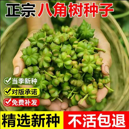当年新采八角树种子调料大茴香大料八角种籽多年生常绿乔木树种子