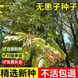 当年新采无患子种子洗手果油罗树目浪树黄目树苦患树油患子木患子