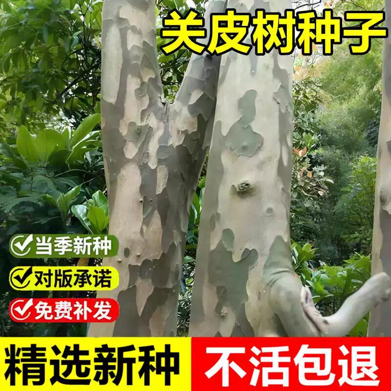 当年新采关皮树种子光皮梾木花皮树马光林枸骨木观赏落叶乔木树种