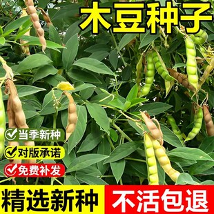 当年新采木豆种子护坡草灌木种籽园林绿化多年生耐旱食用饲料草籽