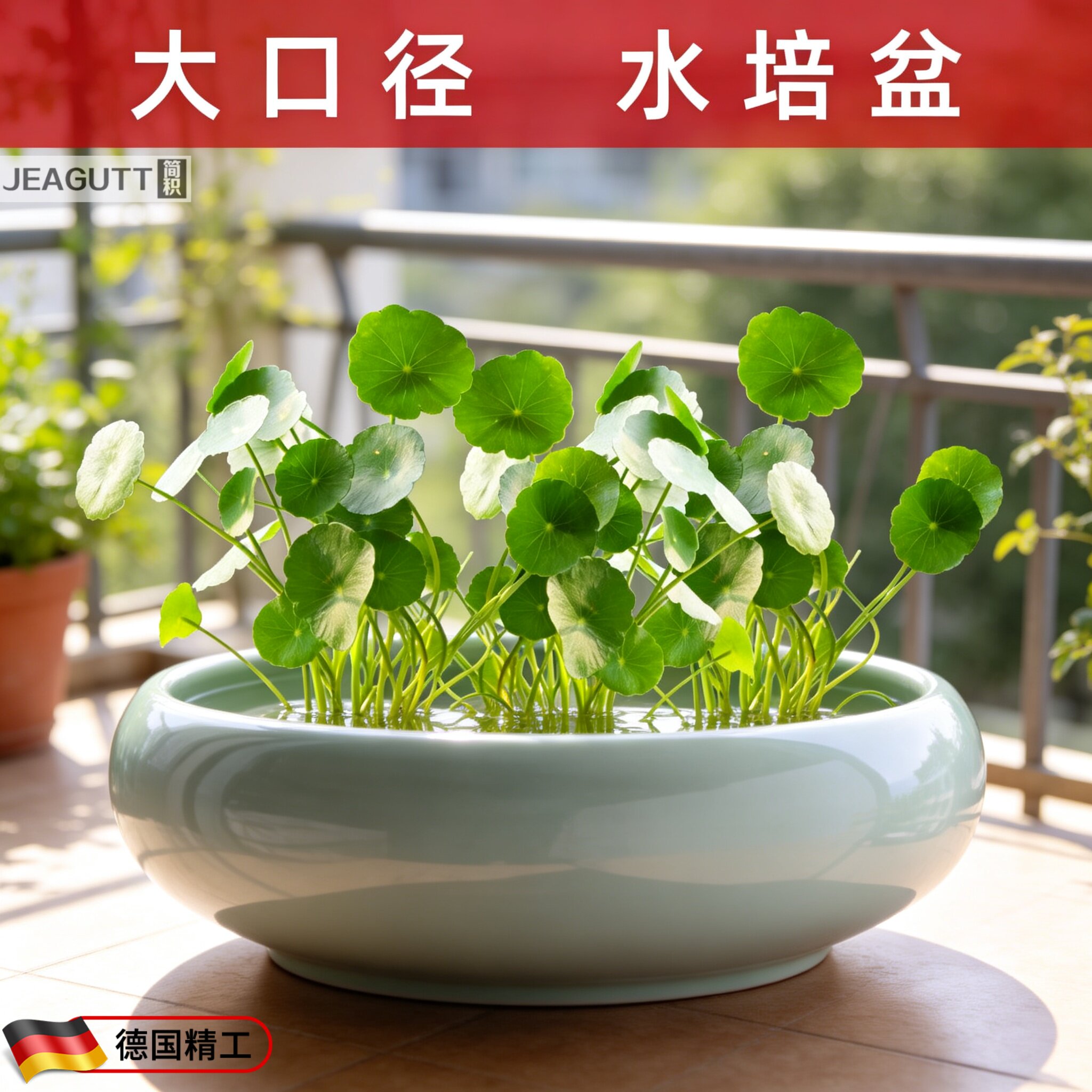高档铜钱草大口径水培陶瓷花盆