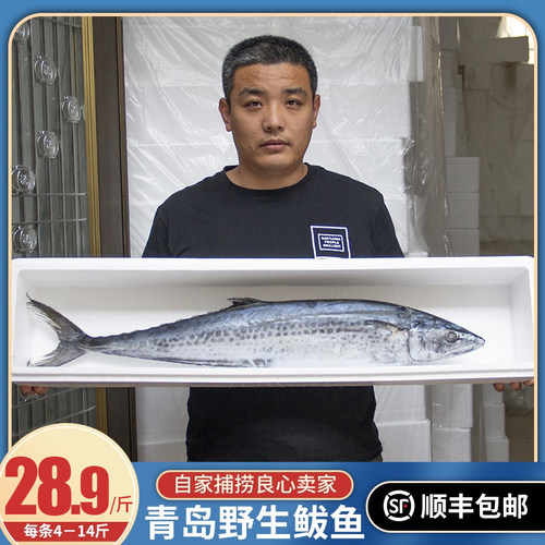 冷冻水产大马顺丰包邮青岛鲅鱼