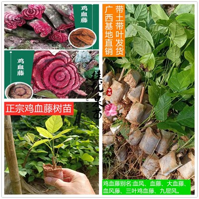 广西正宗鸡血藤苗三叶密花豆马鹿花小豆花紫梗藤血风藤袋苗包邮