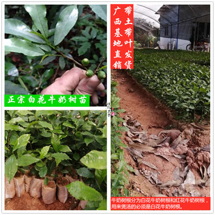 广西正宗高产白花牛奶根树苗营养袋带泥发货白花牛奶种子种苗包邮