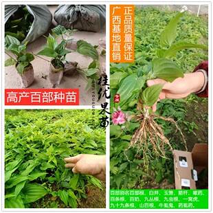 广西百部药材种子种苗药虱百部草百条根高产南北方种植带泥袋包邮