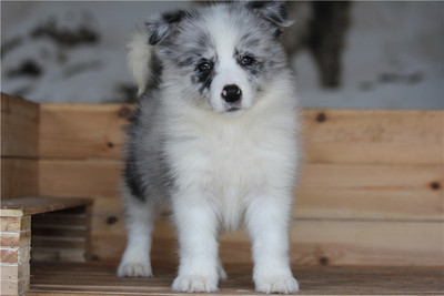 木呈犬舍中型边牧狗狗