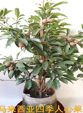 四季结果人心果苗 马来西亚软枝人心果树苗 人参果吴凤柿带花发货