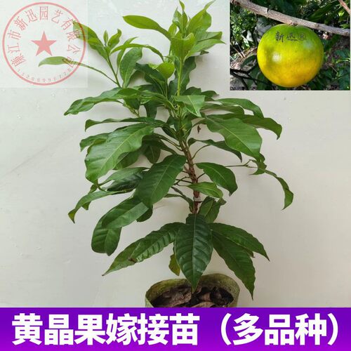 新迅四季奶香黄晶果苗8号黄金果