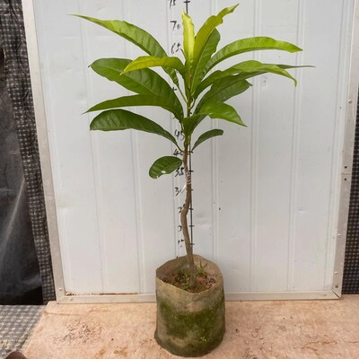 新迅AL罗斯果盆栽Ross sapote庭院植物 新品果树盆景 别墅果树