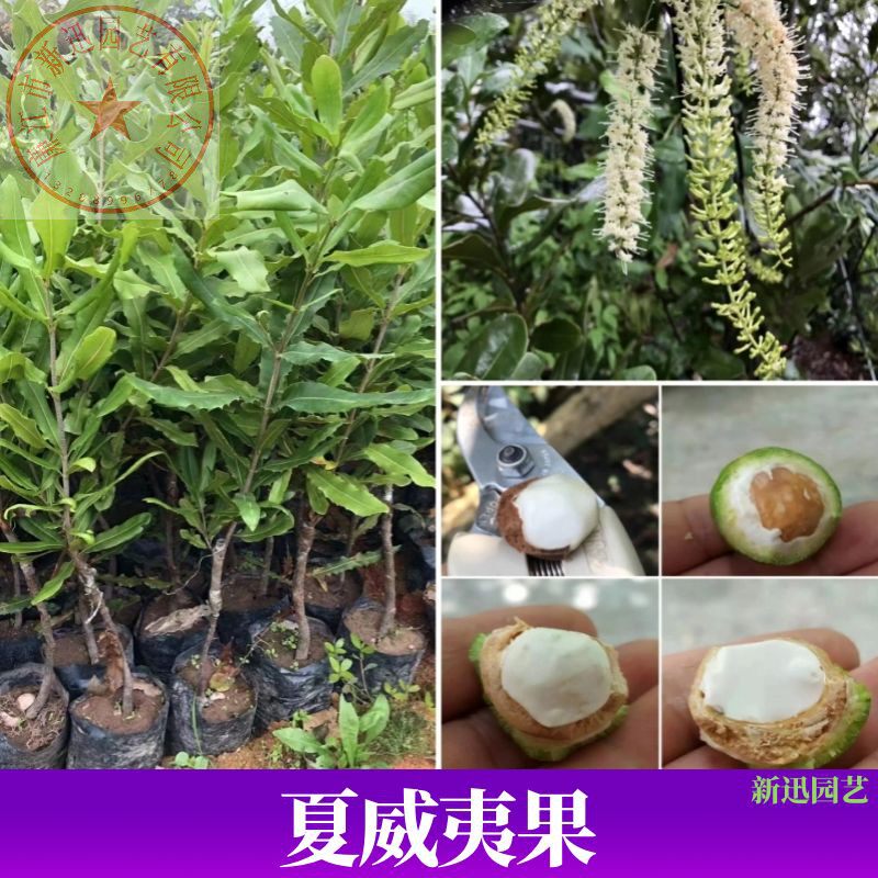 坚果树苗澳洲桂热一号坚果苗夏威夷嫁接果树苗原杯苗四季可种植