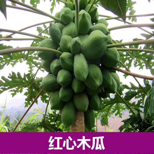 红肉木瓜新迅番木瓜红肉红心丰产