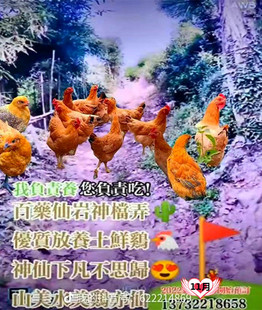 萧山楼塔仙岩神堂弄绿色生态散养谷物玉米高山放养土鸡江浙沪包邮