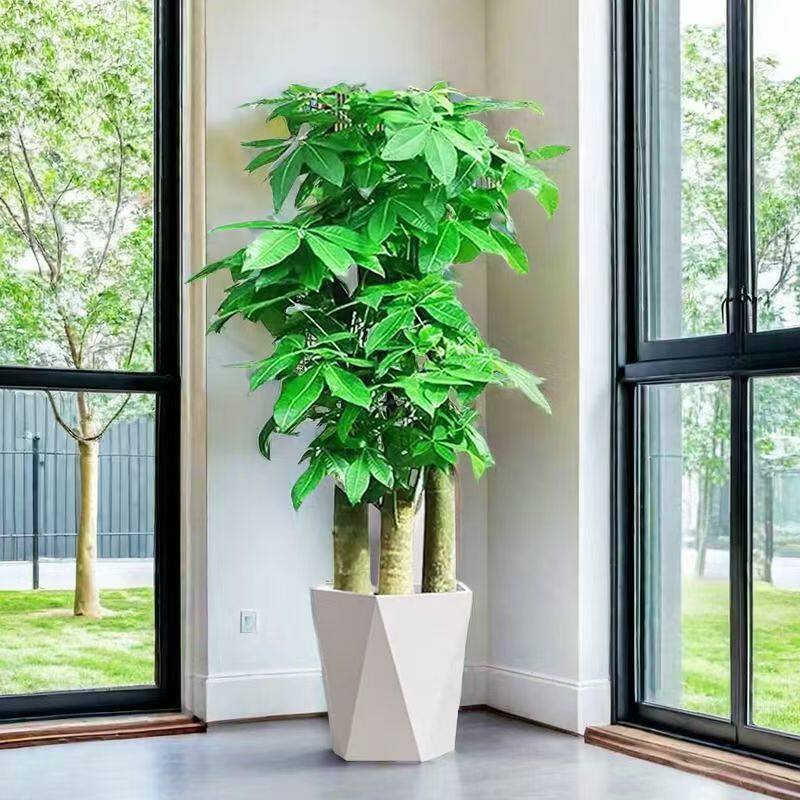 深圳发财树盆栽大型绿植办公室客厅开业送礼同城配送新房