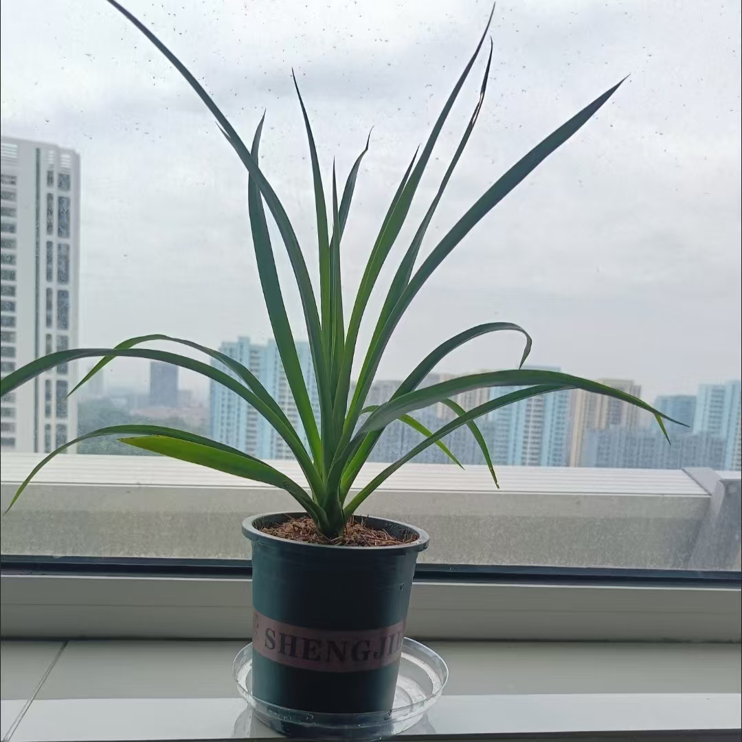 自家种植黑珍珠龙血树植物新风格龙血树树苗家居观赏玄关绿植
