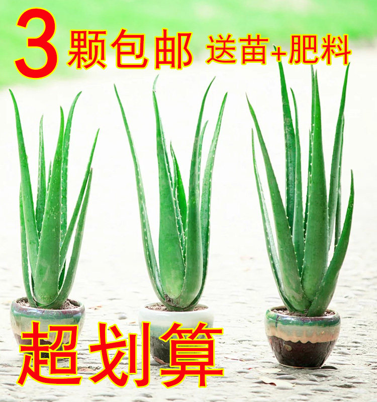 库拉索芦荟盆栽植物美容室内花卉新鲜可食用芦荟小苗盆栽种子包邮