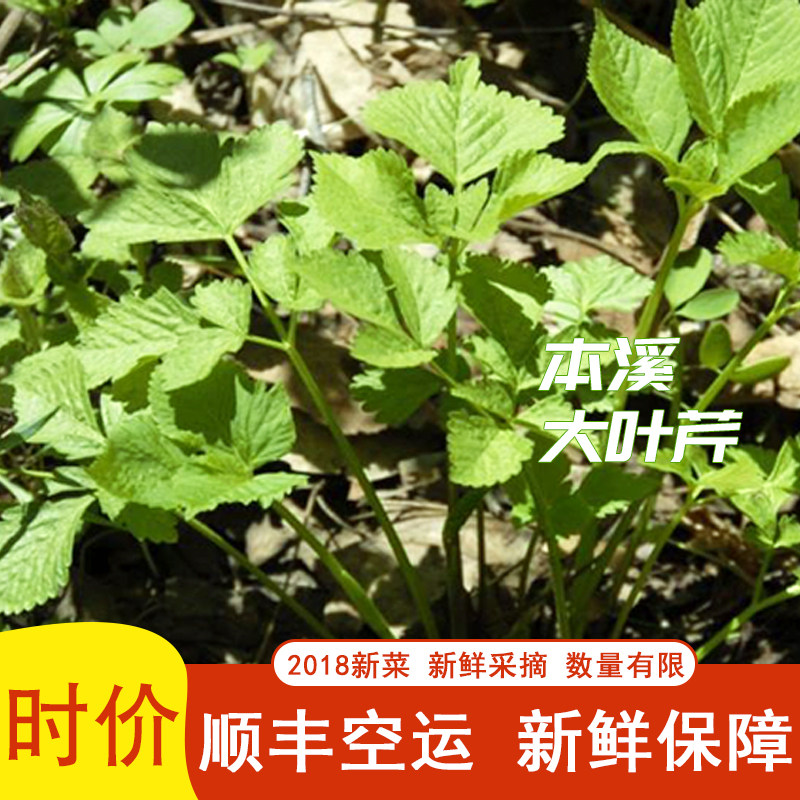 新鲜野生大叶芹山野菜250g 小市四季土特产 山芹菜4份顺丰包邮图片