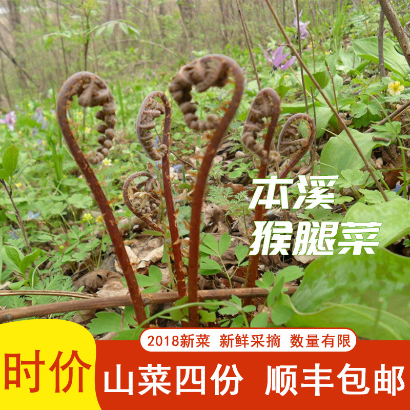 速冻东北野生山野菜新鲜猴腿菜2其它