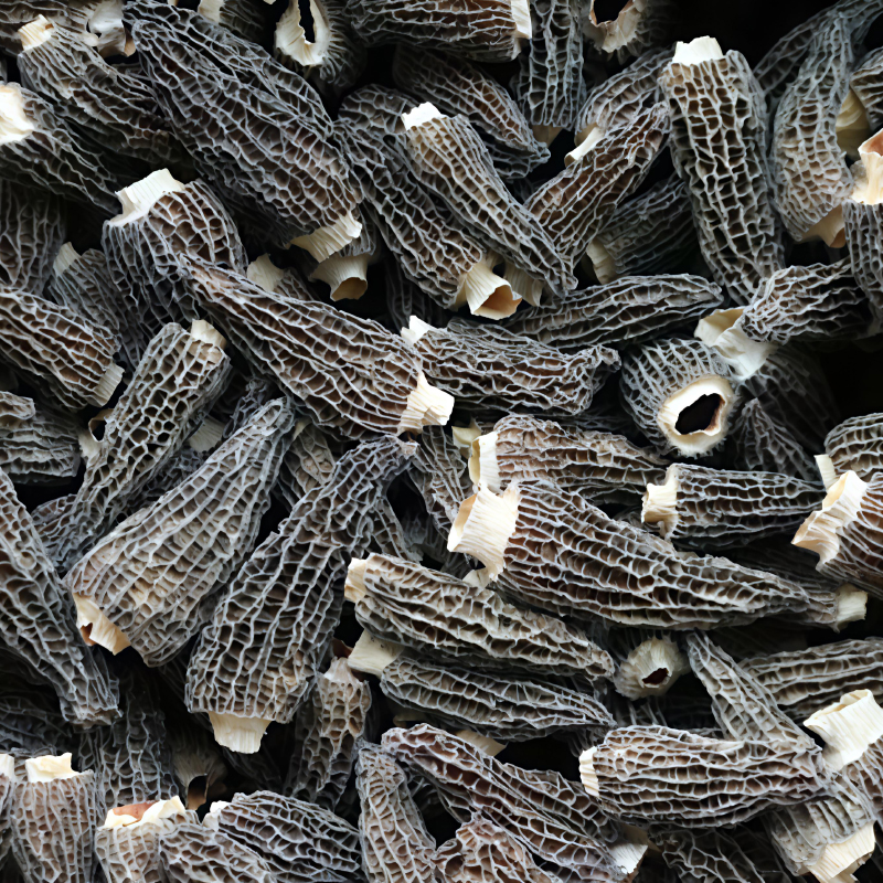 【剪柄足够干高品质羊肚菌】