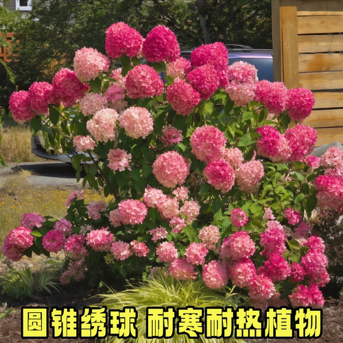 圆锥绣球花苗盆栽老桩好养观花