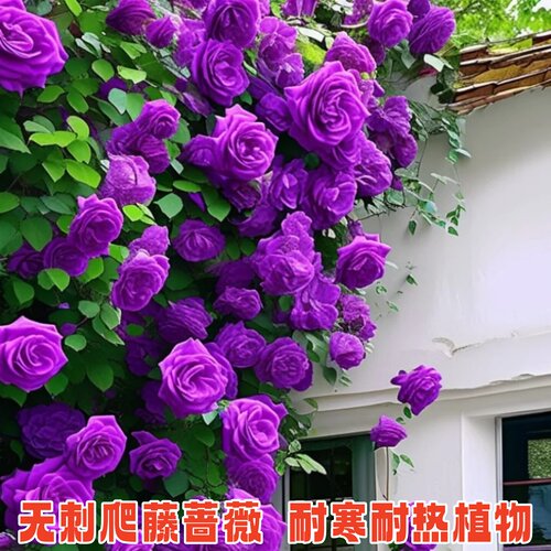无刺多花蔷薇老桩爬藤花苗四季