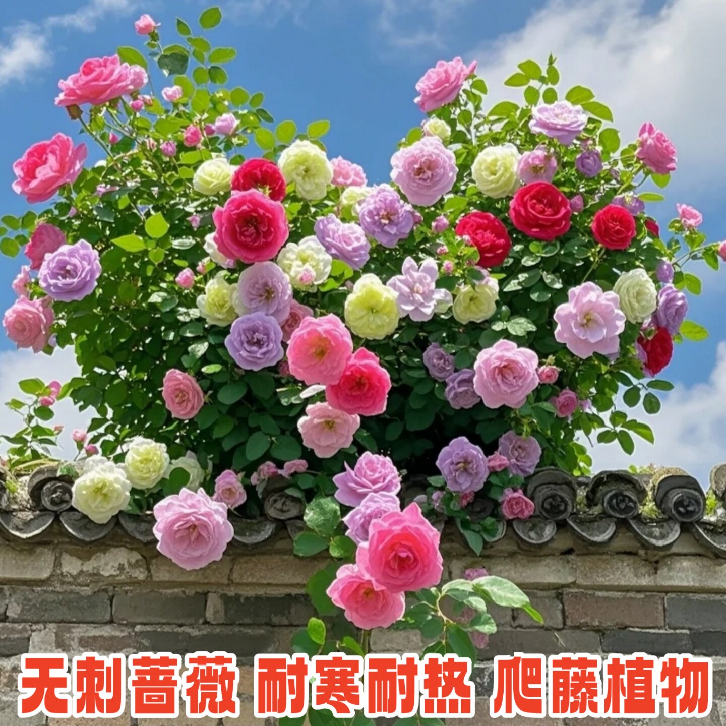 【5棵装】无刺蔷薇花苗四季爬藤植物多花蔷薇苗庭院围墙攀援花卉