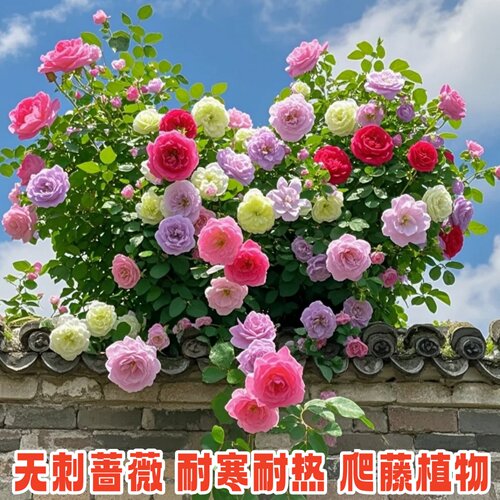 5棵装无刺蔷薇花苗四季爬藤大花