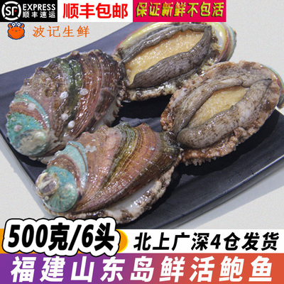 鲜活鲍鱼 6头500g东山岛海鲜水产特产大连青岛活鲜8 10头新鲜1斤