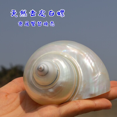 去皮白螺寄居蟹替换壳