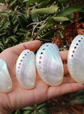 海贝缘天然海螺贝壳驴耳鲍壳