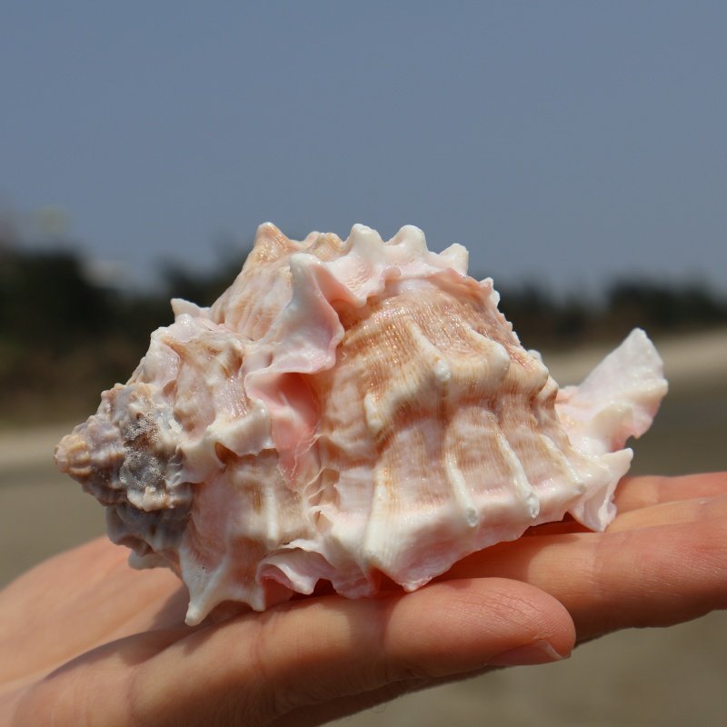 海螺大粉红骨螺标本收藏装饰鱼缸造景卷贝鱼寄居蟹替换壳,家居饰品,海螺/贝壳/珊瑚,淘宝优惠券,粉丝福利购,淘宝优惠卷