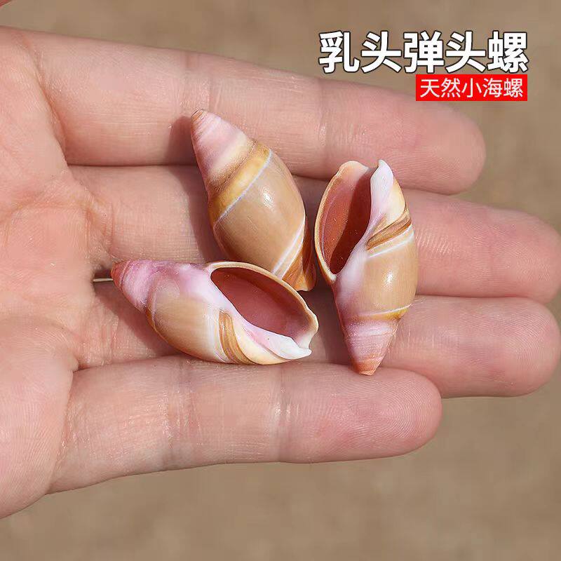 乳头弹头螺 天然海螺贝壳粉色子弹螺鱼缸造景装饰家居摆件收藏品