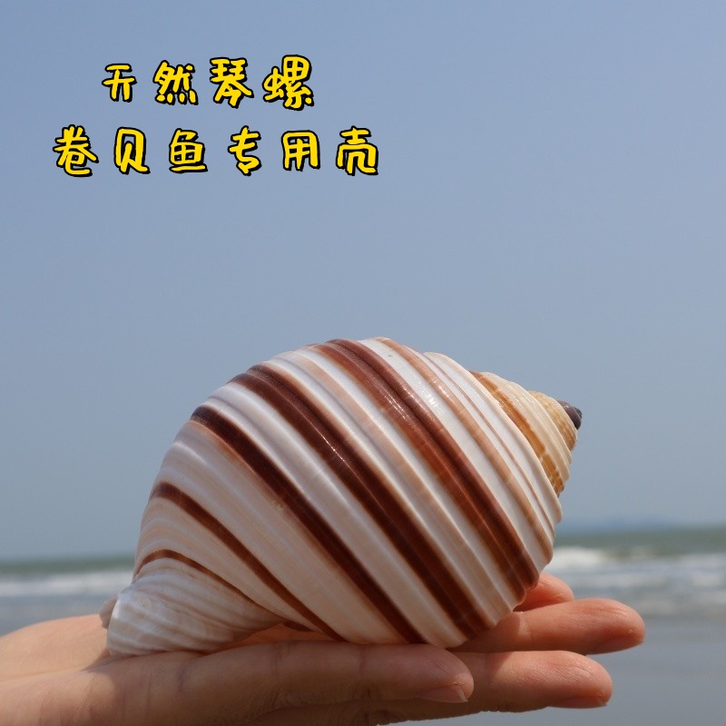 琴螺鱼缸水族箱造景装饰