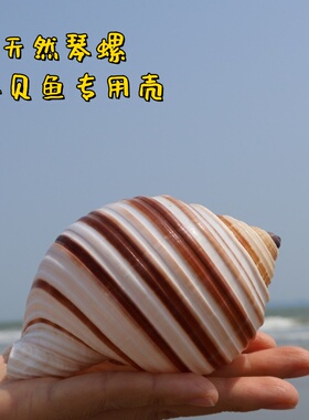 琴螺鱼缸水族箱造景装饰