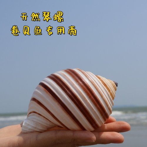 琴螺鱼缸水族箱造景装饰