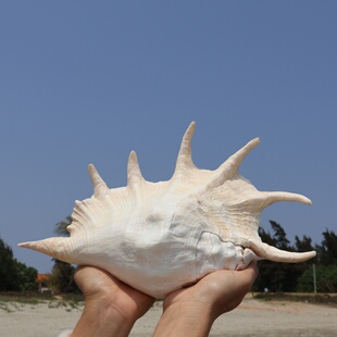 天然海螺贝壳蜘蛛螺大七角螺家居装饰鱼缸水族造景拍摄收藏标本