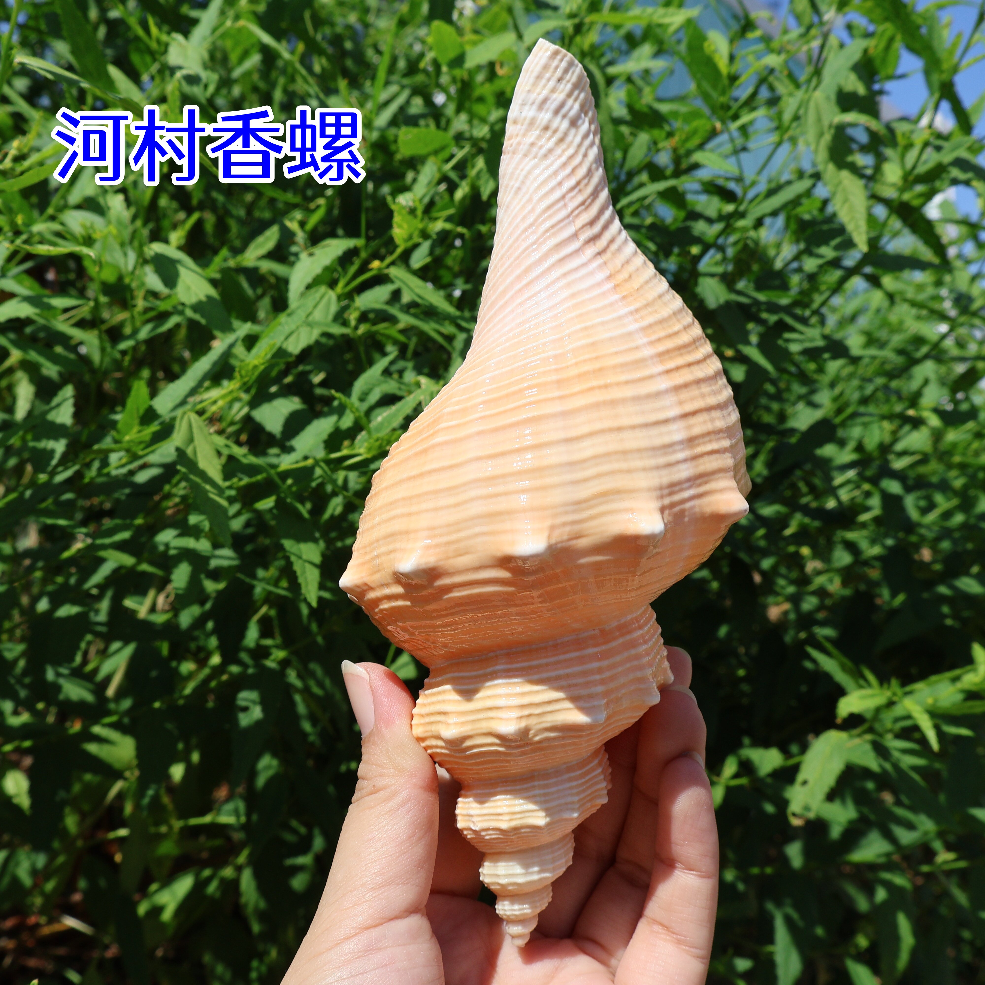 海贝缘天然贝壳大海螺河村香螺
