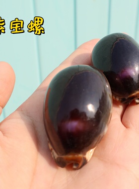 紫色宝螺天然稀有海螺贝壳标本收藏鱼缸水族造景装饰墙贴橱窗设计