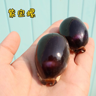 紫色宝螺天然稀有海螺贝壳标本收藏鱼缸水族造景装饰墙贴橱窗设计