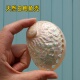 天然大海螺贝壳抛光圆鲍鱼壳白色家居首饰品收纳拍摄道具鱼缸造景