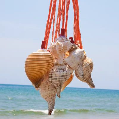 海贝缘喇叭口哨儿童吹号玩具小螺