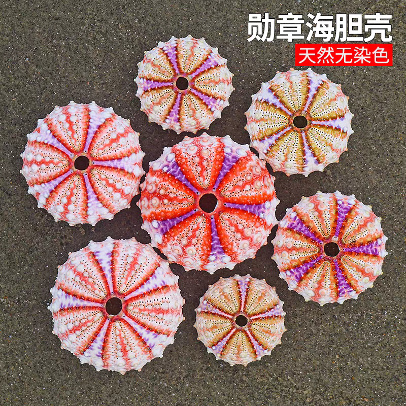 包邮天然海螺贝壳稀有勋章海胆壳标本收藏家居创意空气凤梨盆栽