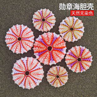 包邮天然海螺贝壳稀有勋章海胆壳标本收藏家居创意空气凤梨盆栽
